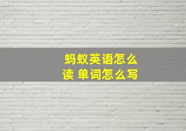 蚂蚁英语怎么读 单词怎么写